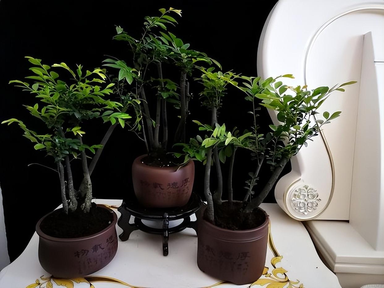 5种“烧钱花”，买得起却“养不起”，当爱好变成负担，就别养了 onerror=