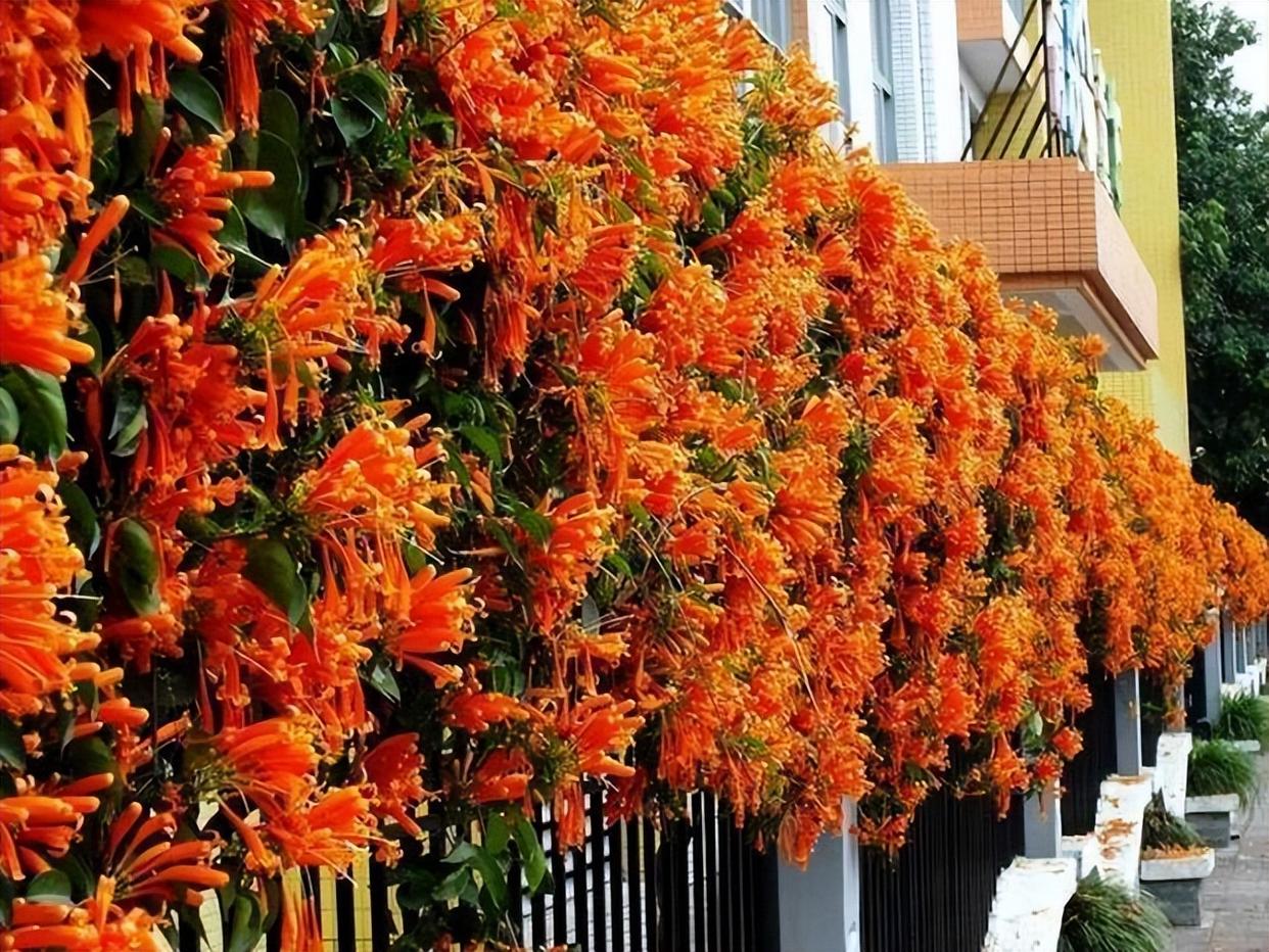 再喜欢，这6种花也不能带进院子里，惹家人埋怨，还会得罪邻居 onerror=