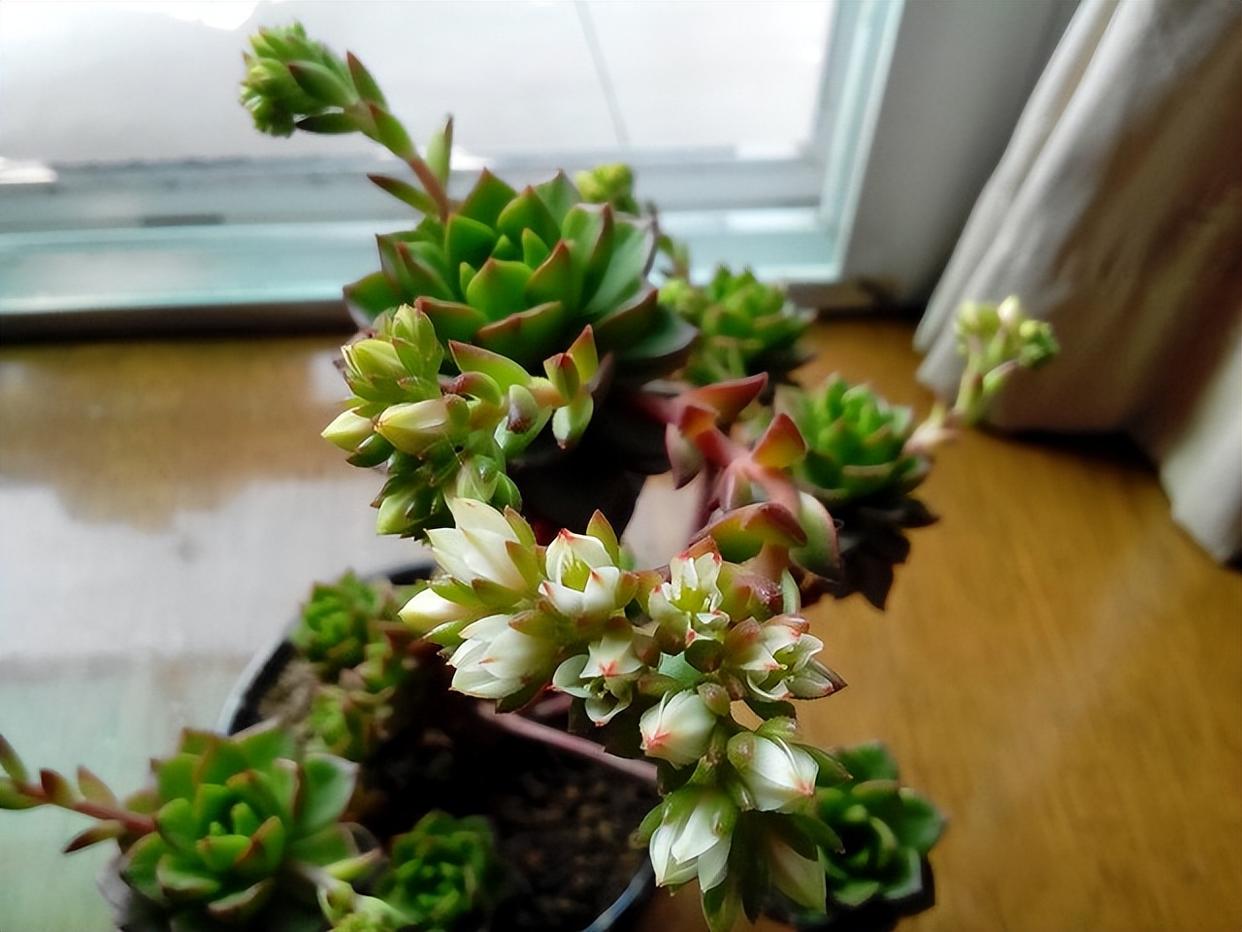 4种花轻易不开花，开花反而不是“好兆头”，见到就直接掐掉 onerror=