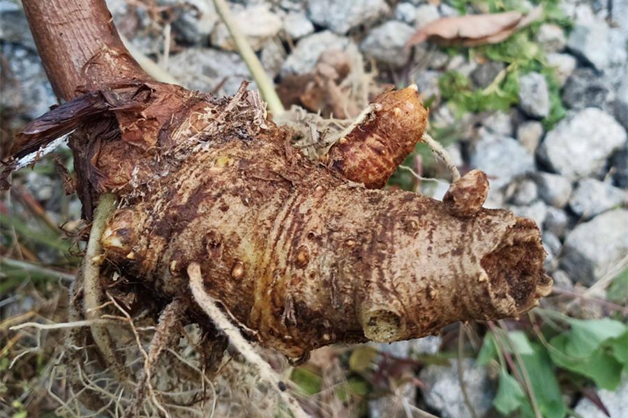 有一味中药是李时珍成功的契机，善清有形、无形之痰、老痰、顽痰